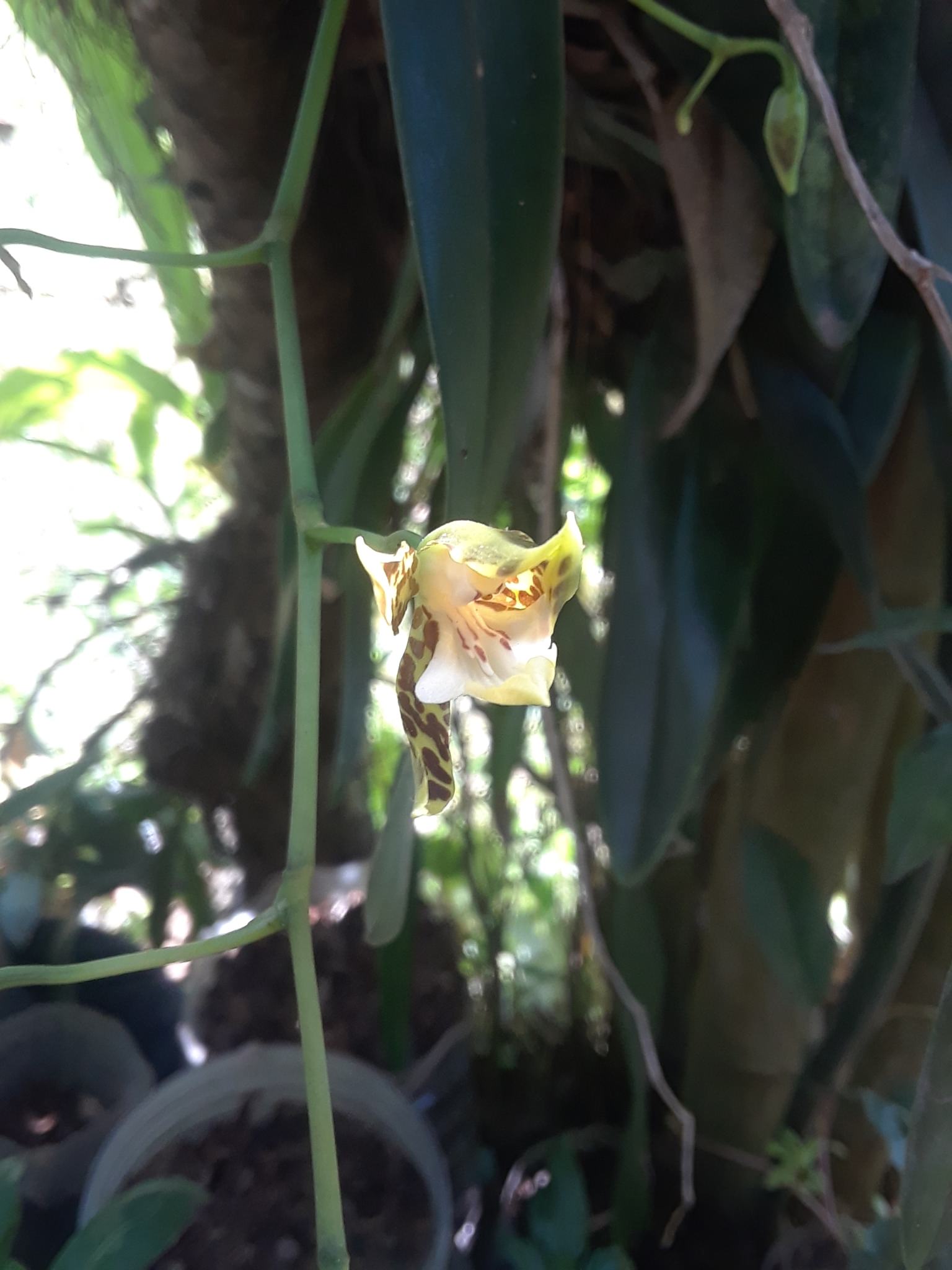 Oncidium maculatum